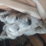 Pinillo