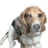 Javierus